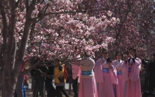 北京玉渊潭公园春季最美的赏花季，樱花、玉兰、磬…争相盛放