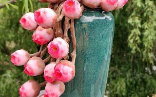 山地玫瑰 翡翠球「五翅莓什么时候种最好」