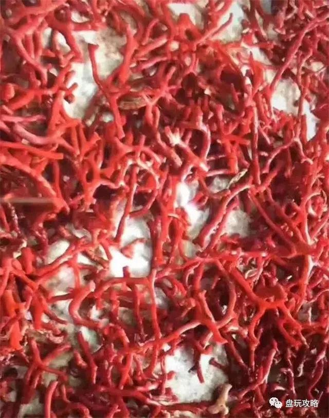 红珊瑚 翡翠手镯「红珊瑚手镯为什么那么少」  第5张