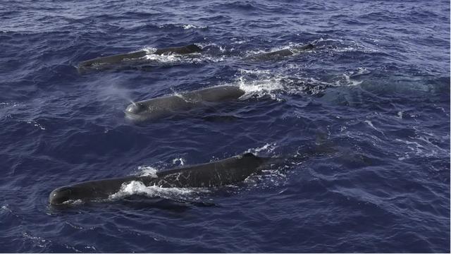 鲸落为何如此之少，为何如此之少，鲸鱼的寿命大约在年左右  第3张