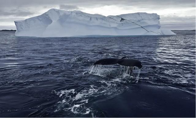 鲸落为何如此之少，为何如此之少，鲸鱼的寿命大约在年左右  第2张