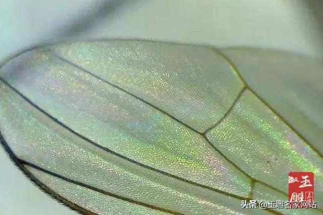 翡翠的苍蝇翅并非随处可见，苍蝇翅并非随处可见的翡翠  第2张