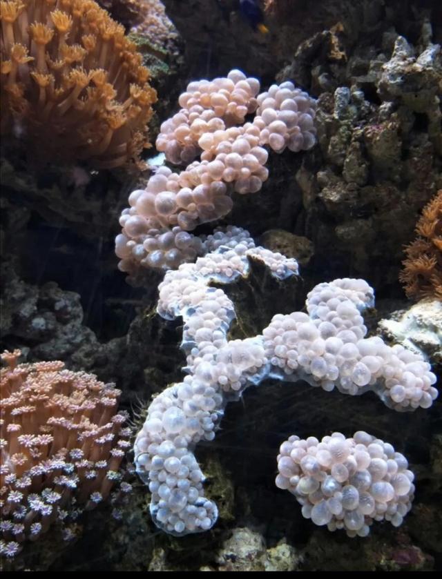 珊瑚是什么颜色的图片(珊瑚原本的颜色是什么)  第4张