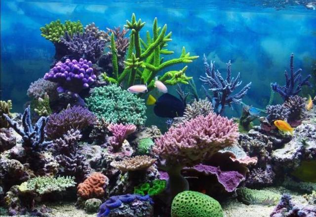 珊瑚是什么颜色的图片(珊瑚原本的颜色是什么)  第2张
