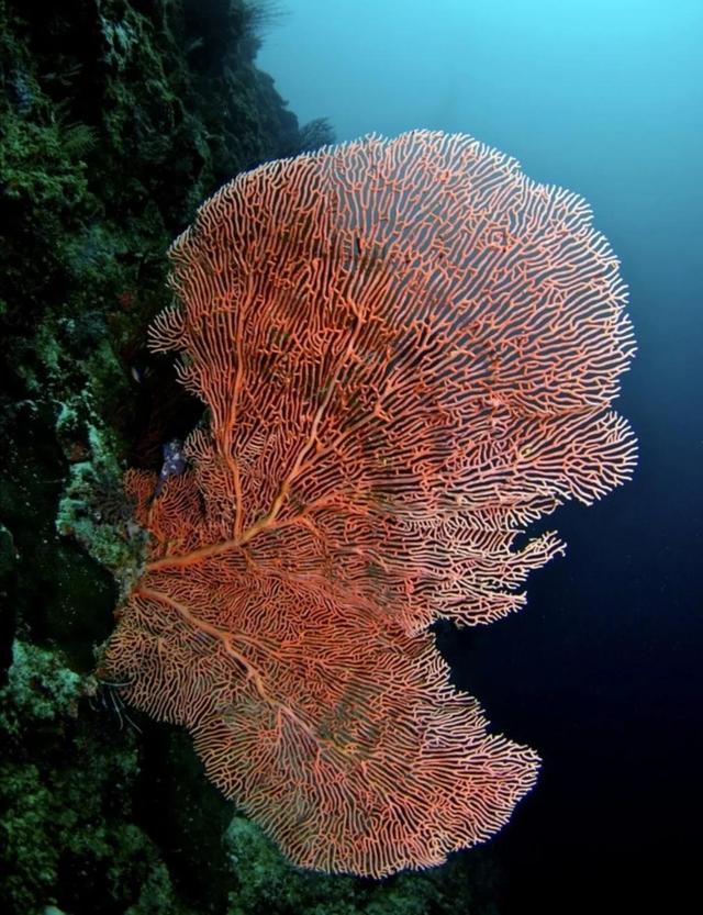 珊瑚是什么颜色的图片(珊瑚原本的颜色是什么)  第3张