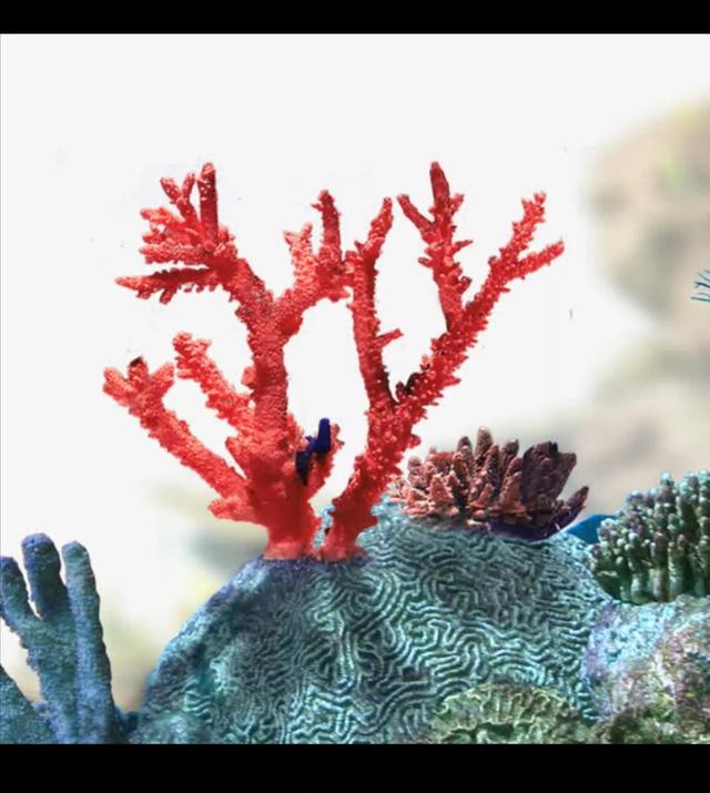珊瑚是什么颜色的图片(珊瑚原本的颜色是什么)  第1张