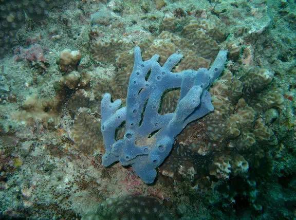 阿卡红珊瑚的挑选、挑选珊瑚的形成、鉴别珊瑚的依据  第6张