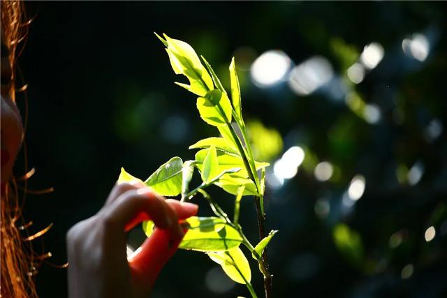腾冲市高黎贡山生态茶业有限责任公司荣获“云南名牌农产品”称号  第8张