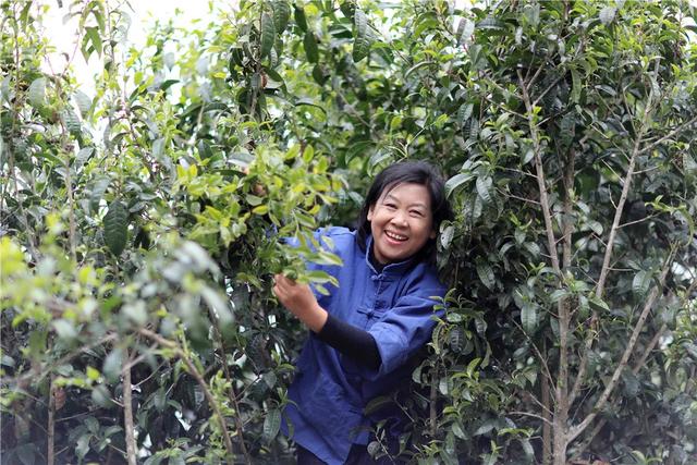 腾冲市高黎贡山生态茶业有限责任公司荣获“云南名牌农产品”称号  第6张