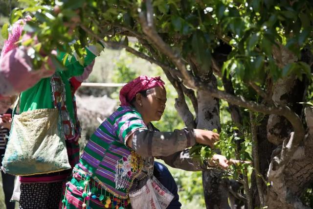 腾冲市高黎贡山生态茶业有限责任公司荣获“云南名牌农产品”称号  第10张