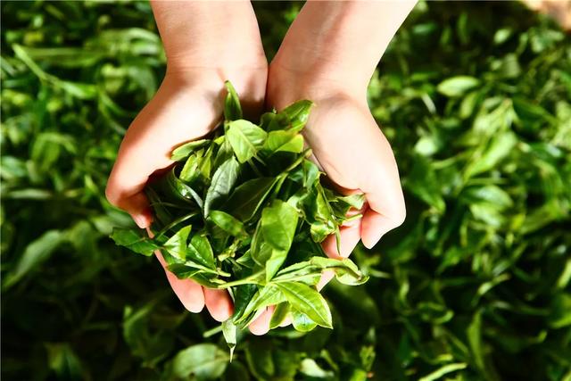 腾冲市高黎贡山生态茶业有限责任公司荣获“云南名牌农产品”称号  第9张