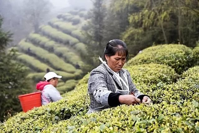 贵州春茶产销情况  第1张